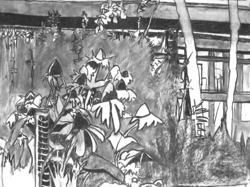 High Line Echinacea (sold);
Willow Charcoal/Paper, 2014;
18 x 24 in. High Line Echinacea (sold);
Willow Charcoal/Paper, 2014;
18 x 24 in.
